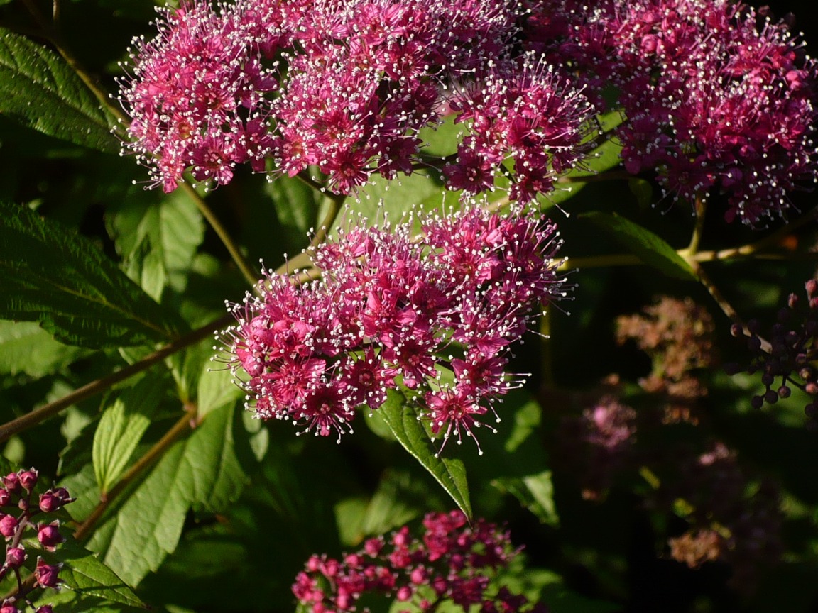 Image of Spiraea japonica specimen.