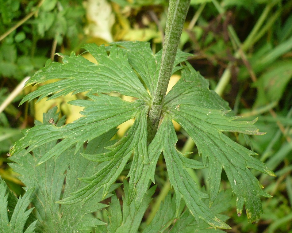 Image of genus Trollius specimen.