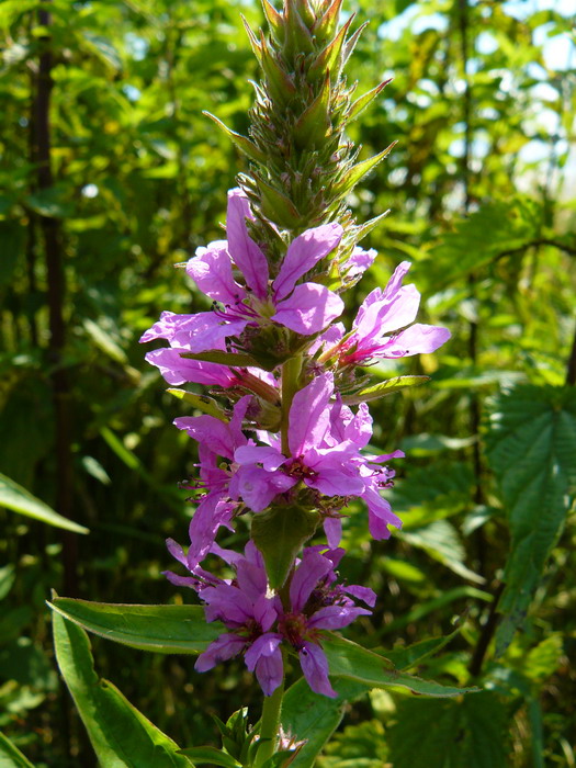 Изображение особи Lythrum salicaria.