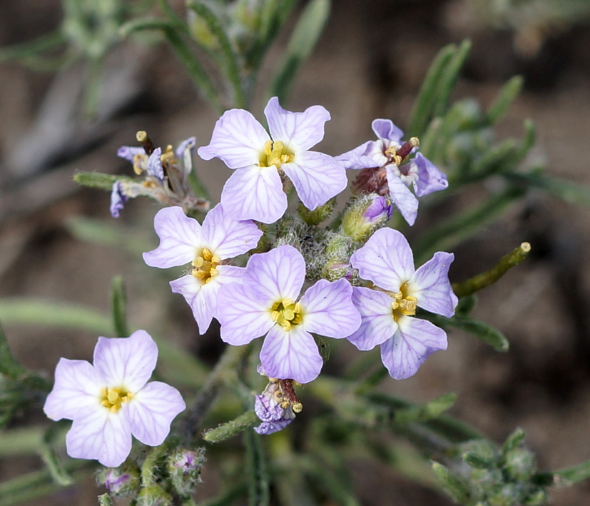 Изображение особи Dontostemon integrifolius.