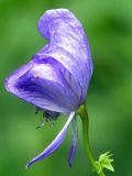 Aconitum fischeri