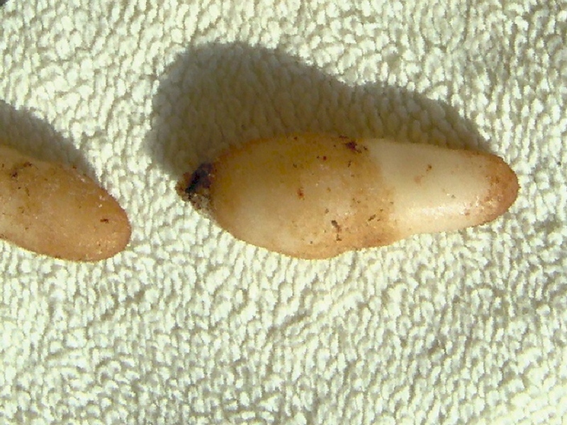 Image of Habenaria radiata specimen.