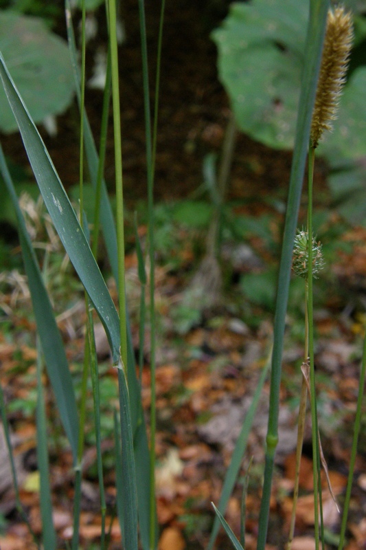 Image of Phleum nodosum specimen.