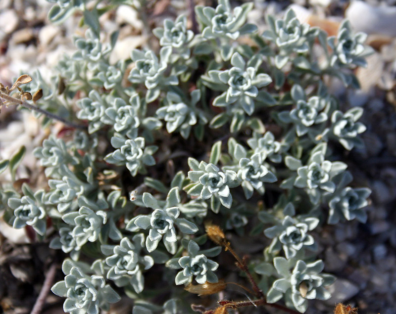 Image of Odontarrhena borzaeana specimen.