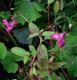 Impatiens glandulifera. Верхушка цветущего растения; листья с поражениями. Окр. Архангельска, рудеральное место. 17.08.2015.