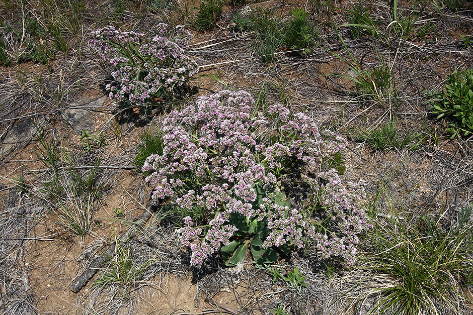 Image of Goniolimon speciosum specimen.