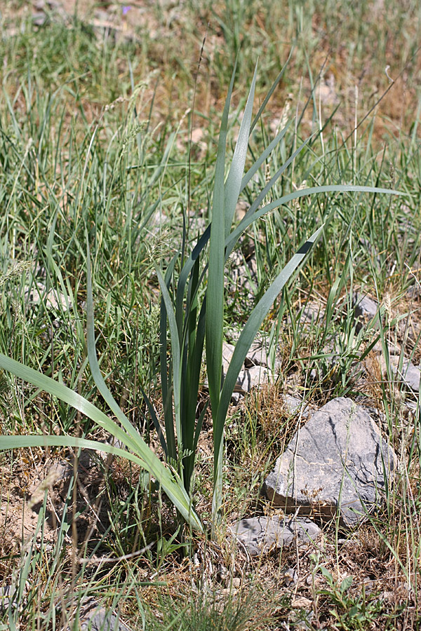 Изображение особи Iris halophila.