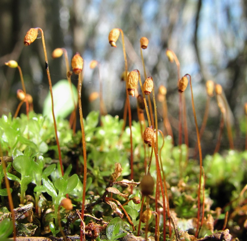 Изображение особи Rhizomnium punctatum.