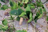 Canavalia maritima. Часть побега с плодом. Андаманские острова, остров Смит, песчаный пляж. 09.01.2015.