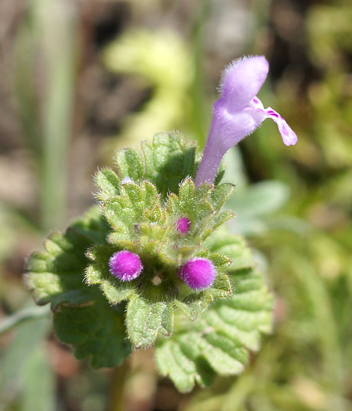 Image of Lamium amplexicaule specimen.