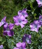 Linum heterosepalum. Верхушки цветущих растений. Кыргызстан, Нарынская обл., левый берег р. Нарын, долина руч. Бурган-Суу. 11.07.2015.