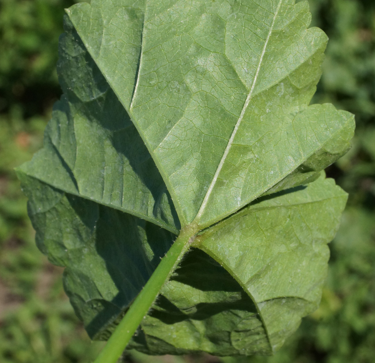 Image of Malva pusilla specimen.