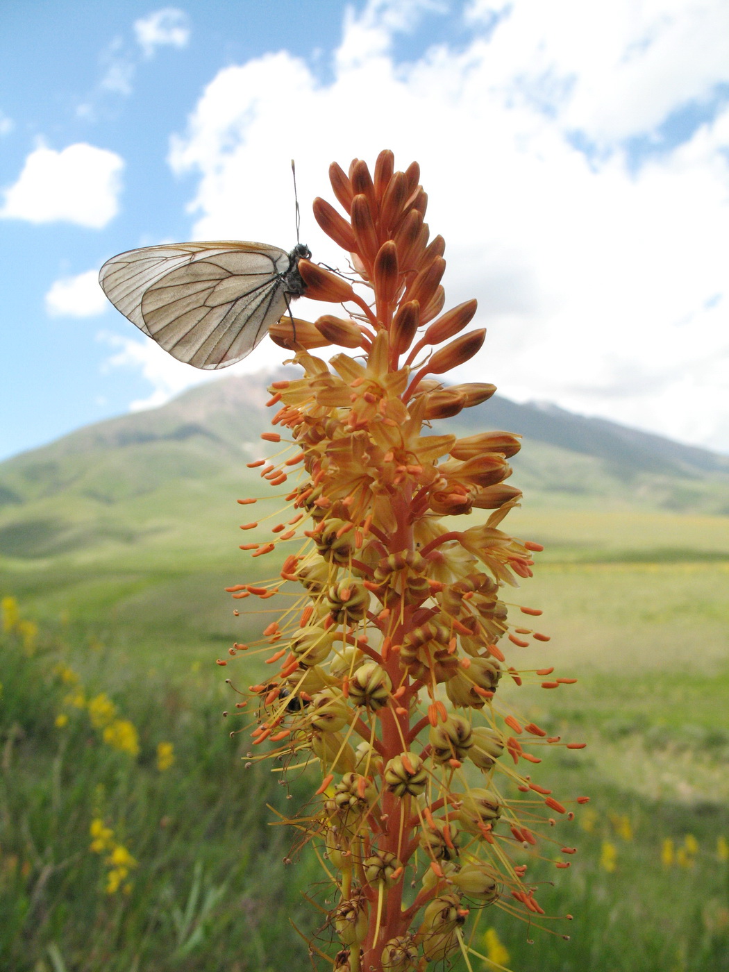 Image of genus Eremurus specimen.