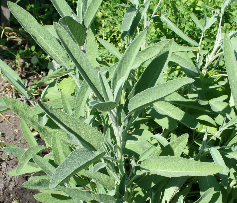 Image of Salvia officinalis specimen.