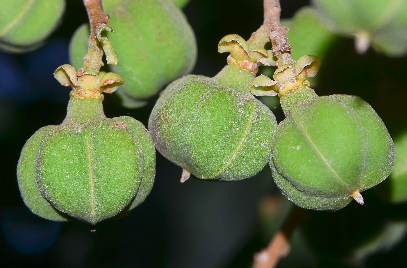 Image of Cupaniopsis anacardioides specimen.