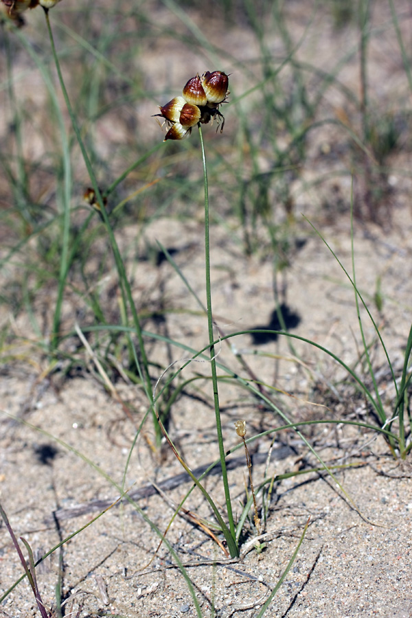 Изображение особи Carex physodes.