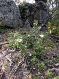 Cistus salviifolius