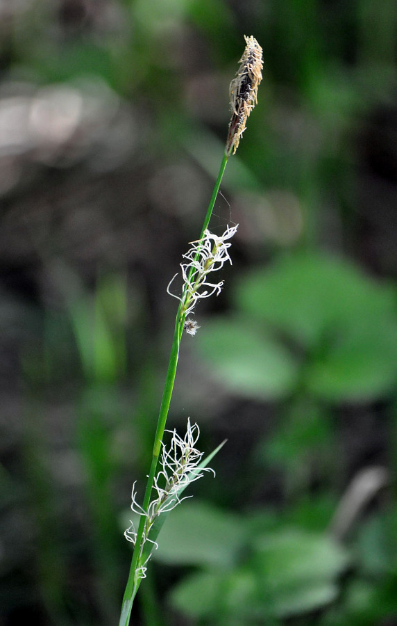 Изображение особи Carex pilosa.