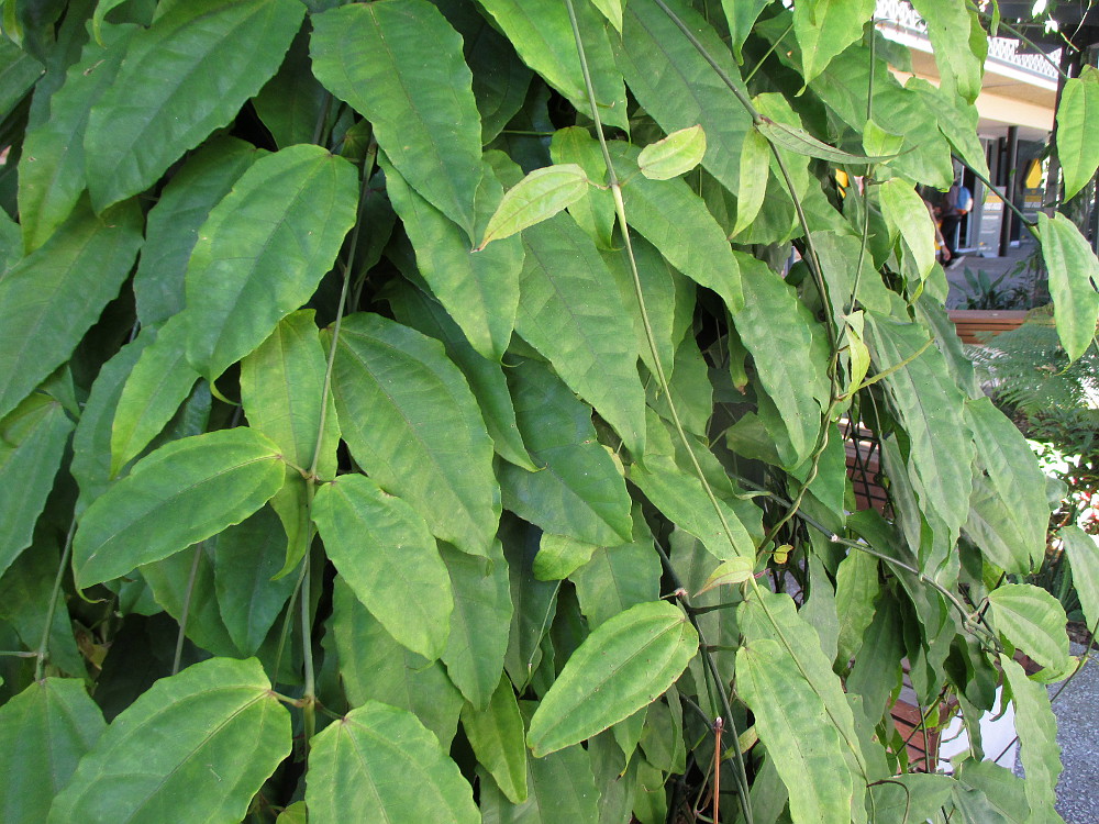 Image of Thunbergia mysorensis specimen.