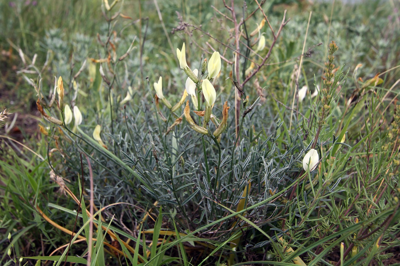 Изображение особи Astragalus pseudotataricus.