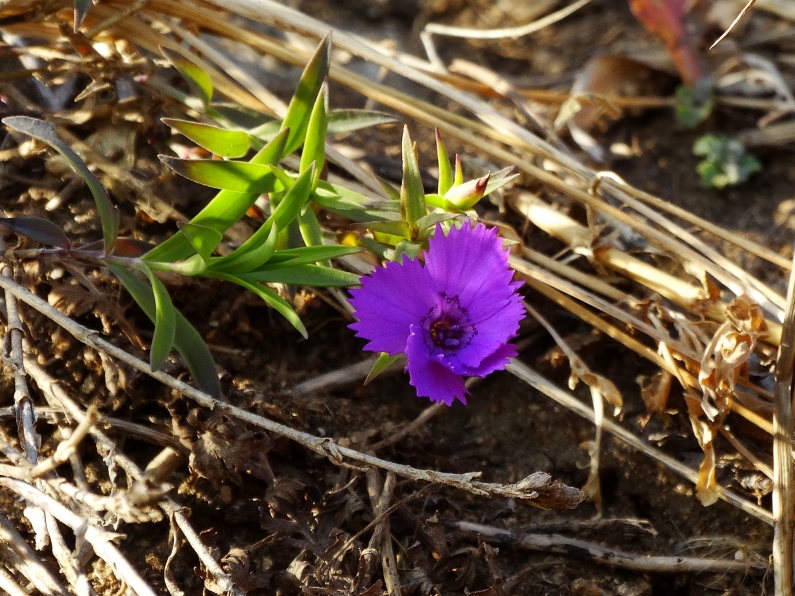 Image of Dianthus chinensis specimen.