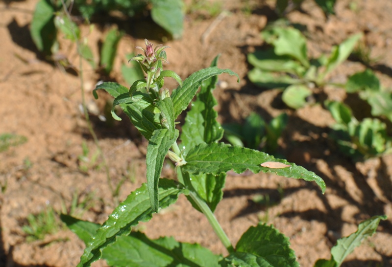 Image of genus Campanula specimen.