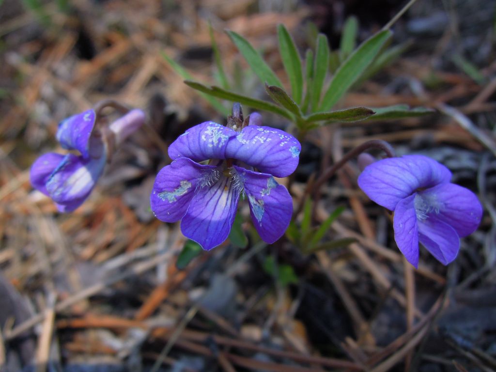 Image of Viola milanae specimen.