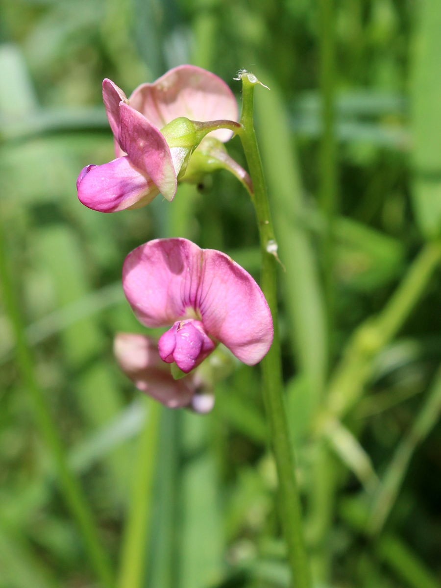 Изображение особи Lathyrus sylvestris.