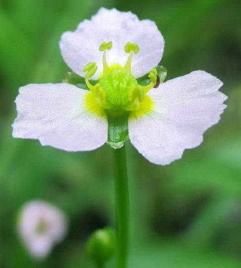 Image of genus Alisma specimen.