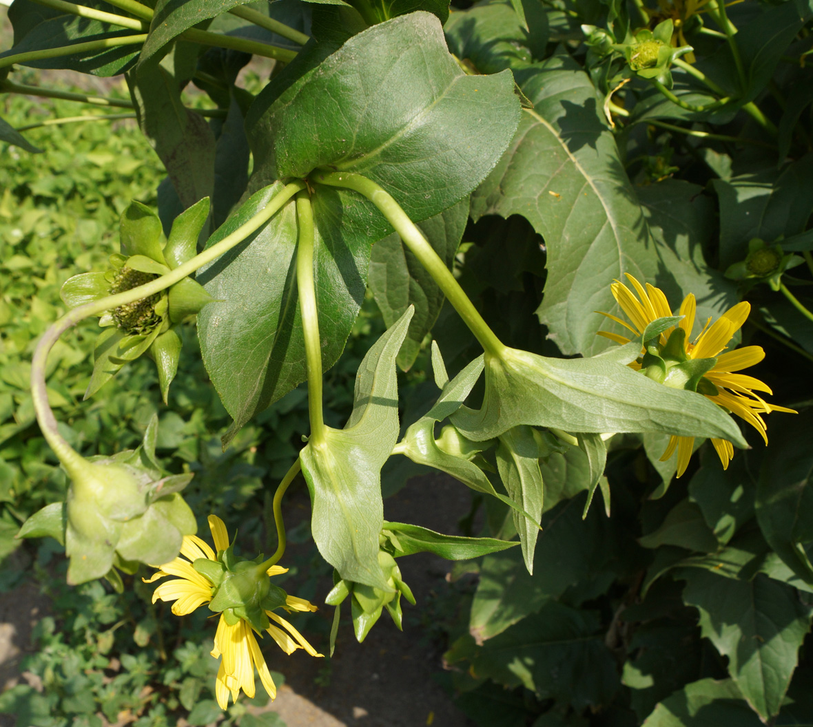 Изображение особи Silphium perfoliatum.