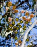 Eucalyptus caesia