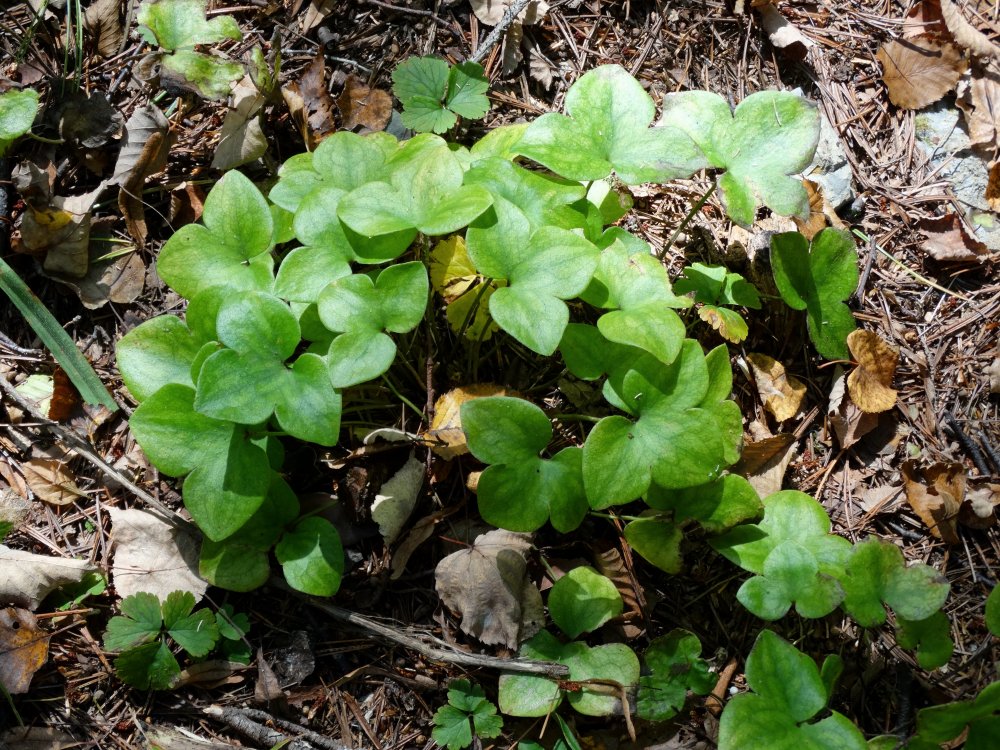 Image of Hepatica asiatica specimen.