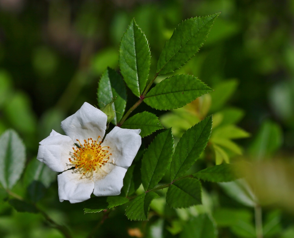 Изображение особи Rosa maximowicziana.