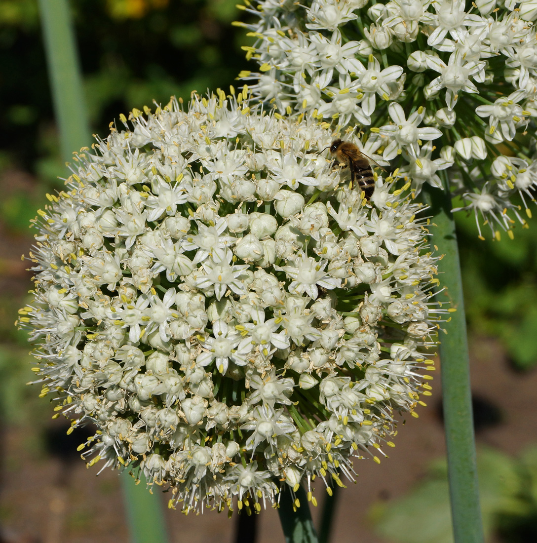 Image of Allium cepa specimen.