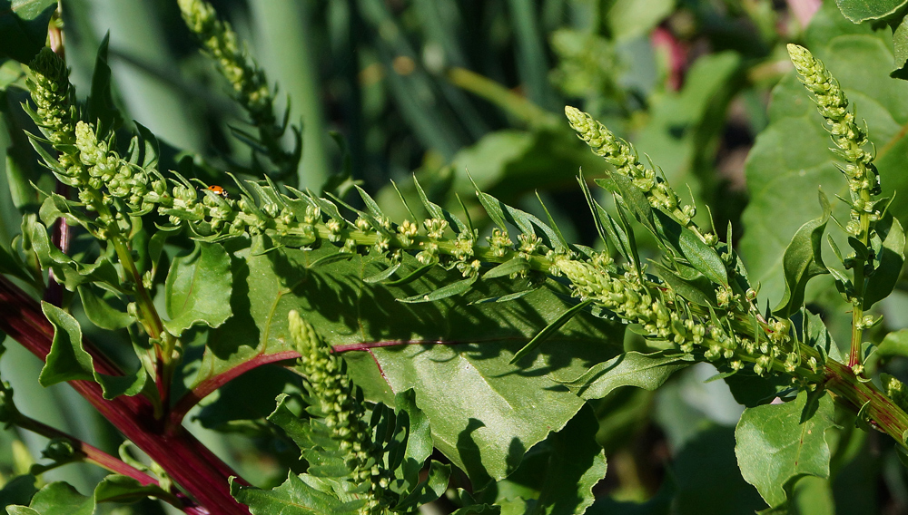 Image of Beta vulgaris specimen.