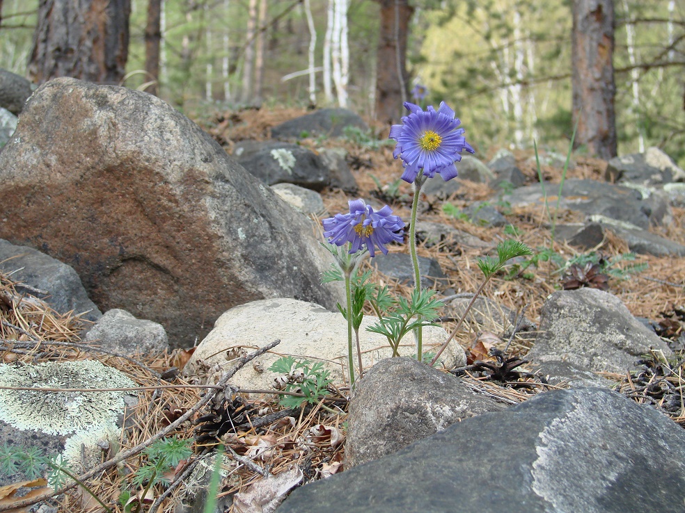 Image of Pulsatilla regeliana specimen.