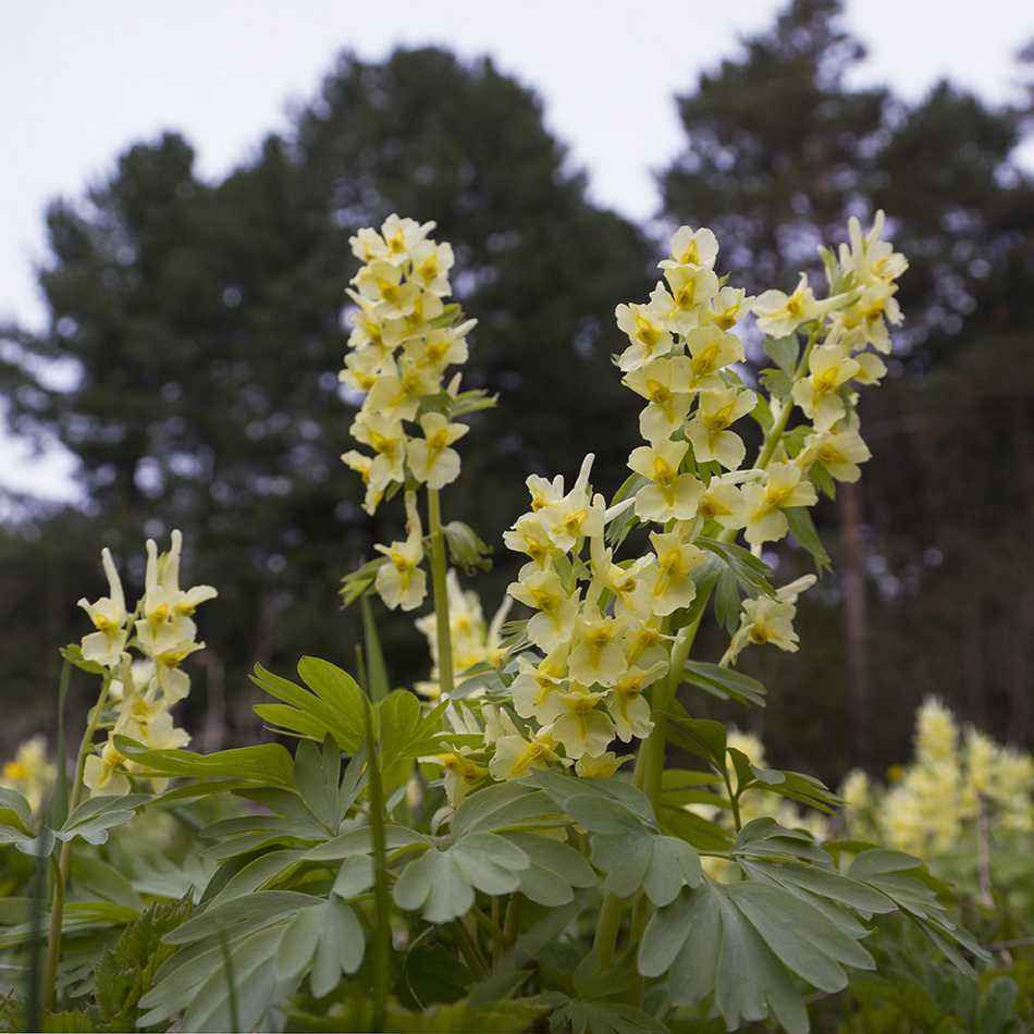 Image of Corydalis bracteata specimen.