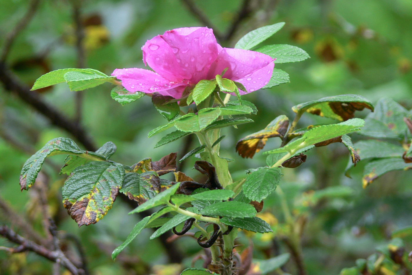 Image of Rosa rugosa specimen.