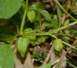 Physalis angulata. Часть веточки со зреющими плодами. Таиланд, о-в Пхукет, курорт Ката, обочина дороги вдоль канала, опушка леса. 11.01.2017.