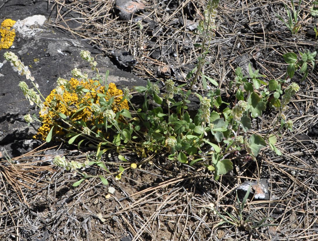 Image of Clypeola jonthlaspi specimen.