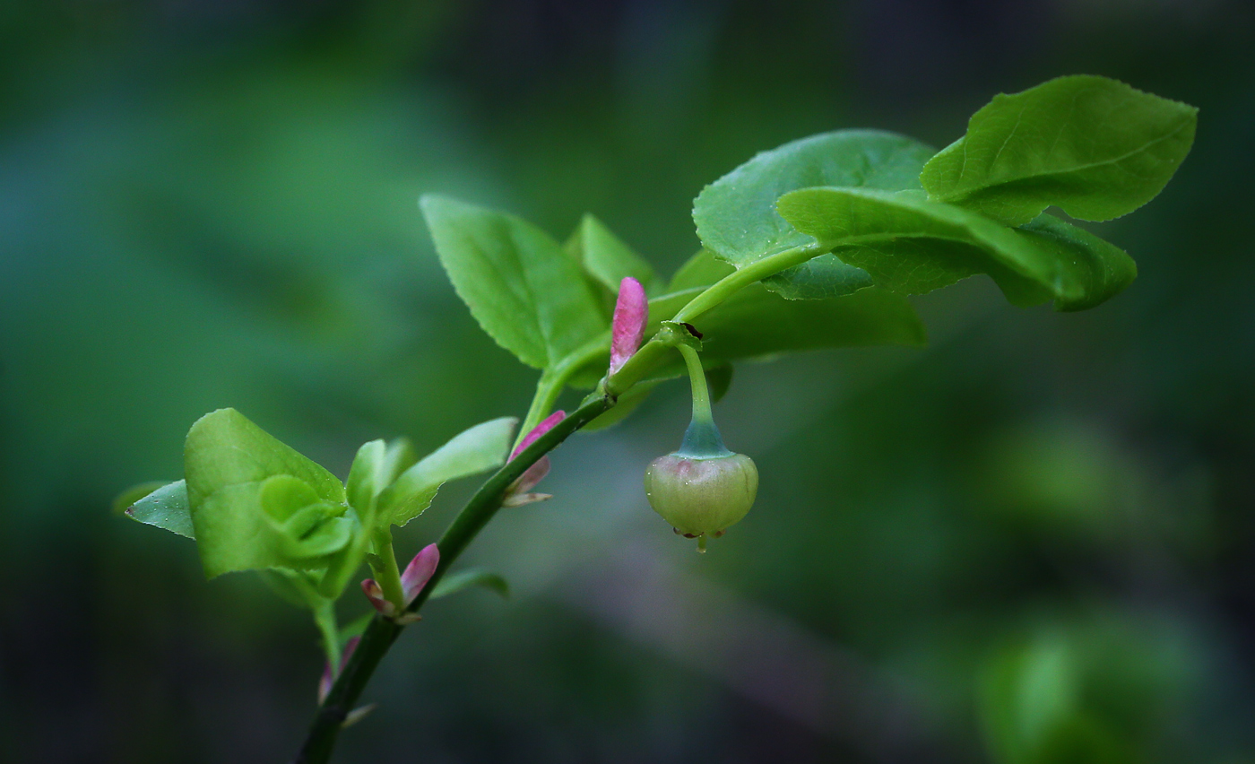 Изображение особи Vaccinium myrtillus.