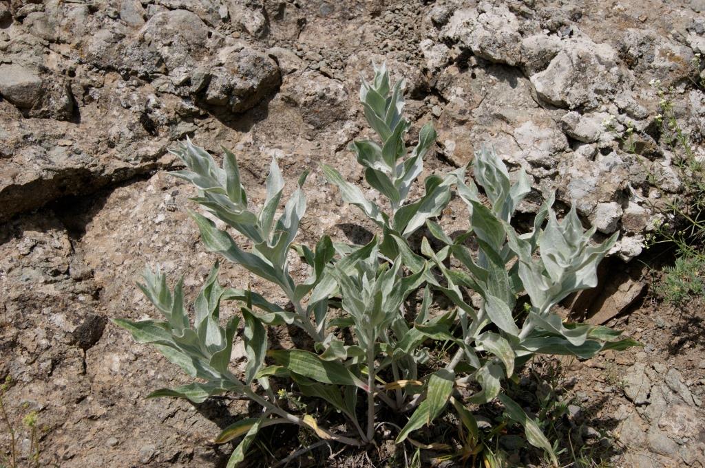 Image of Scorzonera latifolia specimen.