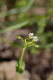 Cerastium holosteoides