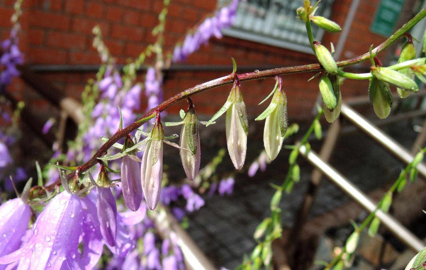 Image of Campanula rapunculoides specimen.