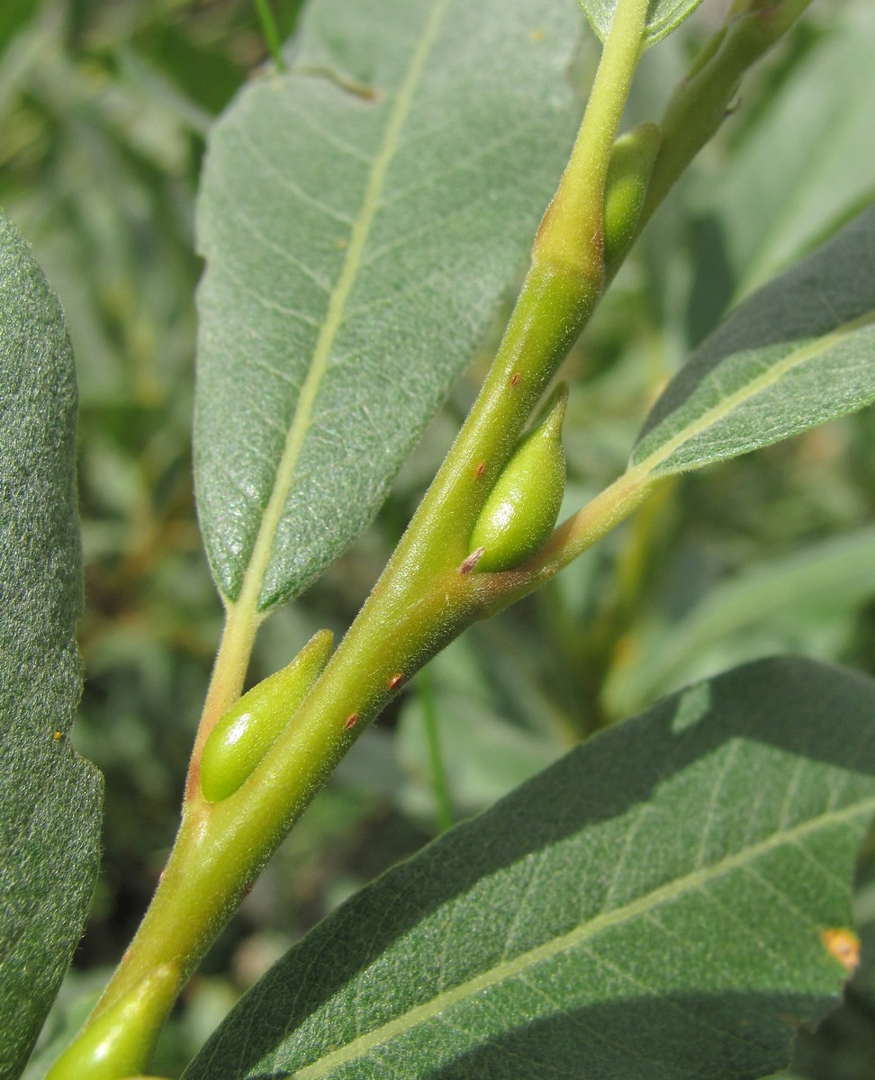 Image of Salix pantosericea specimen.