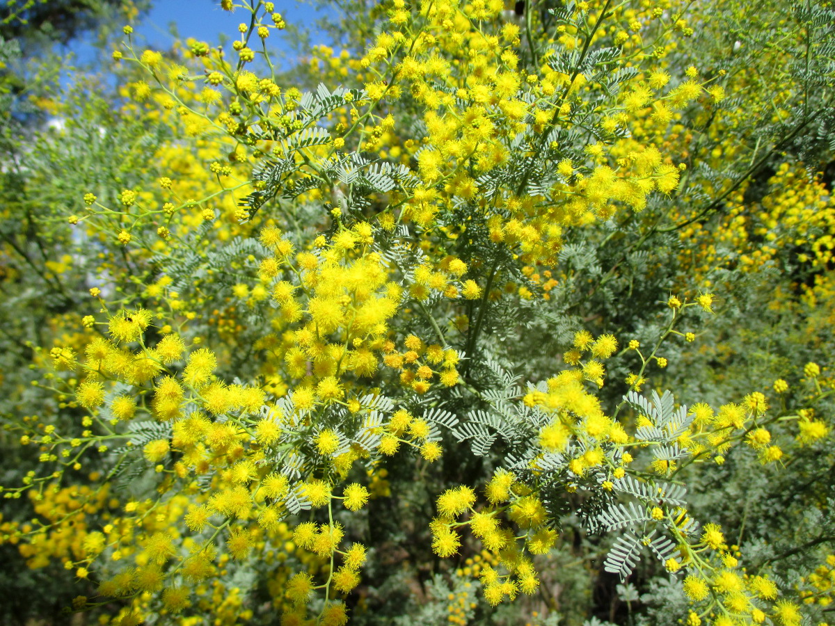 Image of Acacia chinchillensis specimen.