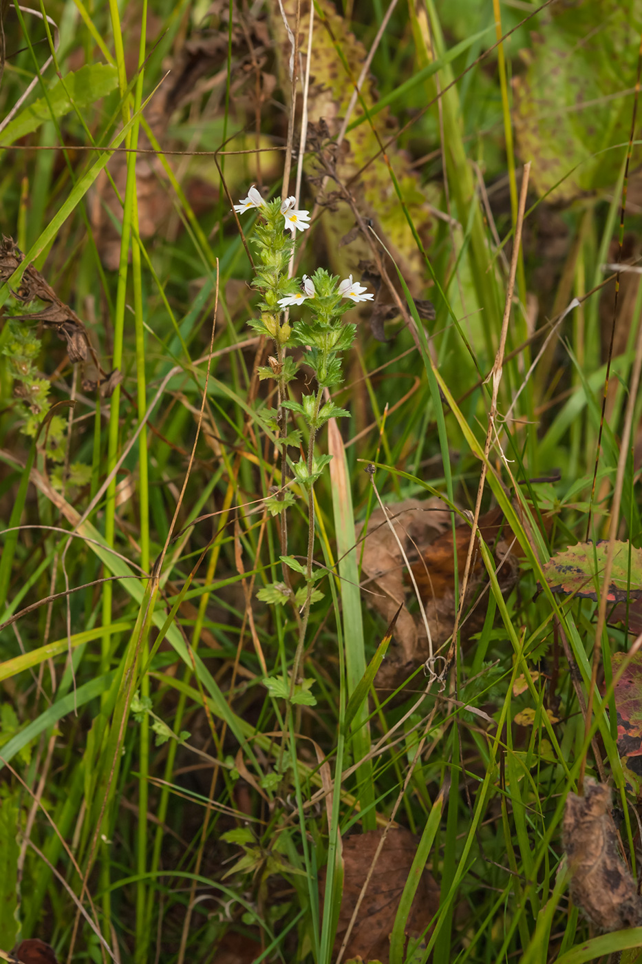 Image of Euphrasia fennica specimen.