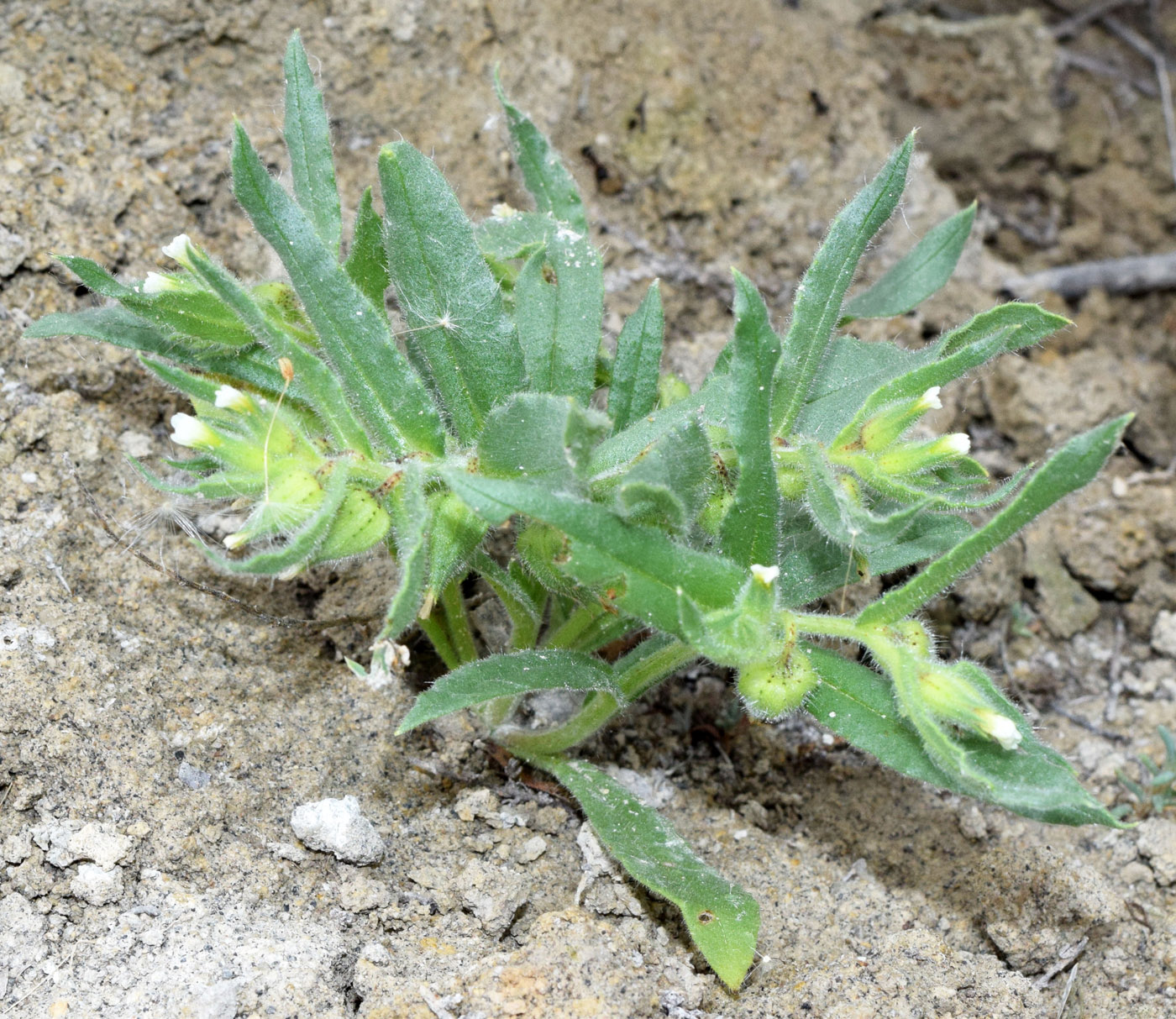 Image of Nonea melanocarpa specimen.