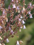 genus Campanula