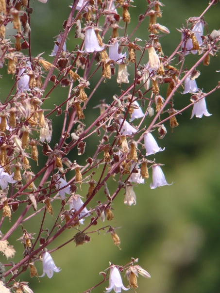 Изображение особи род Campanula.